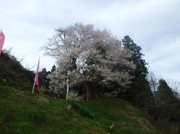 子守堂のサクラ